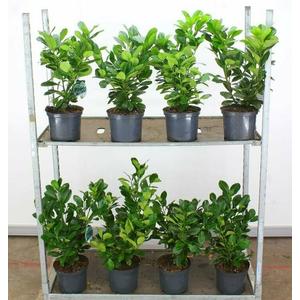 Közönséges babérmeggy PRUNUS LAUROCERASUS ETNA 40/60 K5