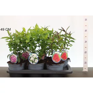 Bugás lángvirág PHLOX PANICULATA CS17