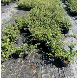 Szőnyegmadárbirs   COTONEASTER DAMMERI CORAL BEAUTY K2