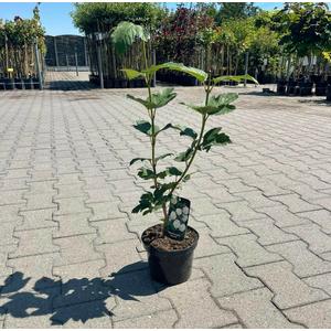 Labdarózsa VIBURNUM OPULUS ROSEUM K2