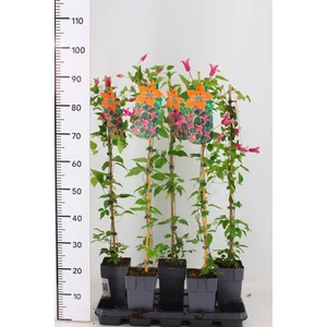 Iszalag    CLEMATIS TEXENSIS PRINCESS DIANA 30/40 CS19