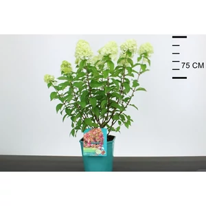 Bugás hortenzia    HYDRANGEA PANICULATA PETITE CHERRY 40/50 K12