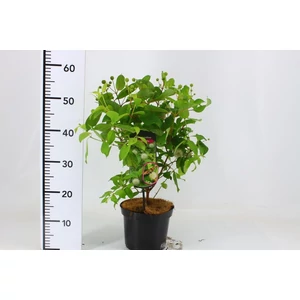 Gombvirágcserje CEPHALANTHUS OCCIDENTALIS 40CM K3