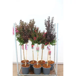 Kínai selyemmirtusz   LAGERSTROEMIA INDICA FAJTÁK T80 K15
