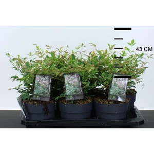 Japán szentfa   NANDINA DOMESTICA TWILIGHT 15/25 K2