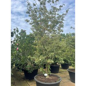 Csillagsom    CORNUS KOUSA CHINENSIS 200/250 K500