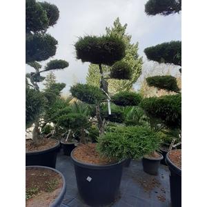 Arany boróka bonsai   JUNIPERUS MEDIA OLD GOLD BONSAI 100/120 K80