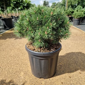 Törpefenyő PINUS MUGO MOPS 25/30 K8