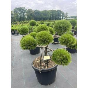Hosszútűjű gömb feketefenyő   PINUS NIGRA BREPO BONSAI 80/+ K65