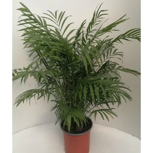 Gyompálma CHAMAEDORA ELEGANS 50CM K3