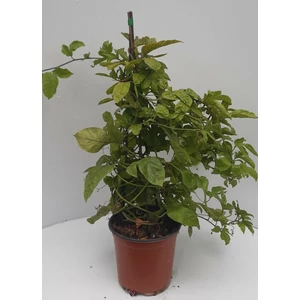 Golgotavirág   PASSIFLORA EDULIS (MARACUJA) PIRAMIS 70CM K4