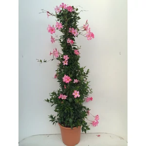 Tölcsérjázmin SUNDAVILLE PIRAMIS 150CM K15