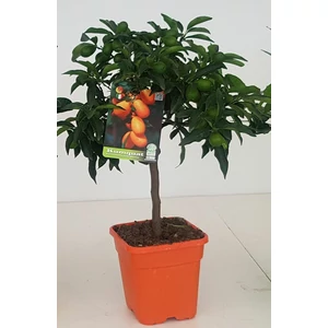 Koktélnarancs  CITRUS KUMQUAT T1/4 65CM K5 (NARANCSSÁRGA SZÖGLETES CSERÉP)