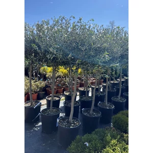 Olajfa OLEA EUROPAEA T1/2 K35