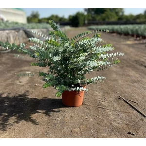 Havasi eukaliptusz  EUCALYPTUS GUNNII BOKOR K3