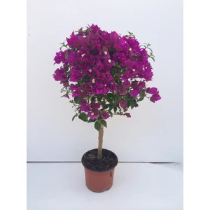 Murvafürt   BOUGAINVILLEA GLABRA SANDERIANA T1/2 K15