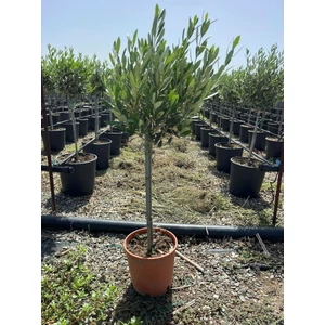 Olajfa   OLEA EUROPAEA T1/4 K5