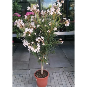 Leander NERIUM OLEANDER T1/2 K12