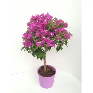 Murvafürt BOUGAINVILLEA GLABRA SANDERIANA T1/4 K5