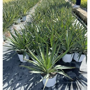Pompás pálmaliliom YUCCA GLORIOSA VARIEGATA K3