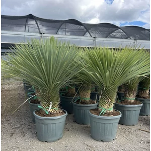Pálmaliliom YUCCA ROSTRATA T30/40 K45