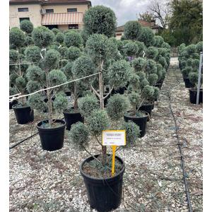 Oszlopos, kék arizoniai ciprus CUPRESSUS ARIZONICA FASTIGIATA POM-PON 120/140 K25