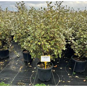 Tarka levelű ezüstfa ELAEAGNUS EBBINGEI GILT EDGE 100/125 K18
