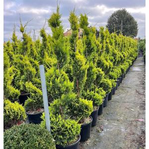 Arany lombú leyland ciprus CUPRESSOCYPARIS LEYLANDII GOLD RIDER SPIRÁL 140/160 K25