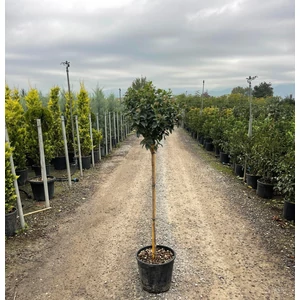 Téli bangita  VIBURNUM TINUS T80 K12