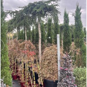 Csüngő himalájai cédrus  CEDRUS DEODARA PENDULA T180/200 TETŐ FORMA K180