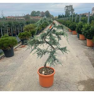 Kék terülő himalájai cédrus CEDRUS DEODARA FEELIN BLUE BONSAI S FORMA 120/+ K25