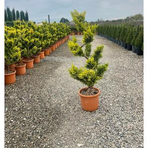 Arany lombú leyland ciprus CUPRESSOCYPARIS LEYLANDII GOLD RIDER BONSAI S FORMA 120/+ K25