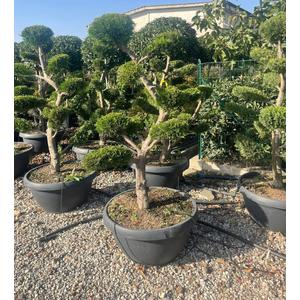 Arany lombú leyland ciprus CUPRESSOCYPARIS LEYLANDII CASTLEWELLAN GOLD BONSAI 140/150 LAPOS TÁLBAN K65