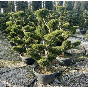 Leyland ciprus   CUPRESSOCYPARIS LEYLANDII VITO BONSAI 140/150 LAPOS TÁLBAN K65