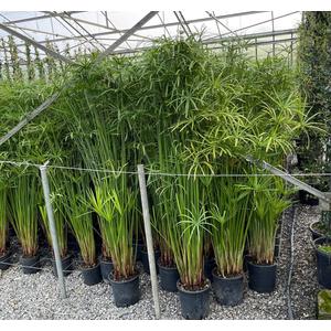 Papirusz-sás CYPERUS PAPYRUS  150/+ K9  