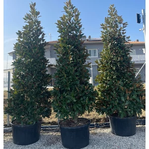 Örökzöld liliomfa   MAGNOLIA GRANDIFLORA GALLISONIENSIS KÚP 350/400 K