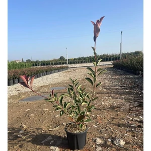 Örökzöld korallberkenye  PHOTINIA FRASERI PINK MARBLE K3