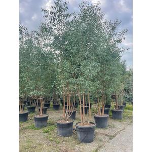 Havasi eukaliptusz EUCALYPTUS CAMALDULENSIS ROSTRATA TÖBBTÖRZSES 350/400 K110