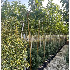 Törpe japán szugifenyő  CRYPTOMERIA JAPONICA GLOBOSA NANA TÖBBTÖRZSES K165