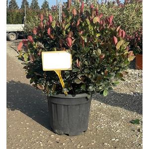 Örökzöld korallberkenye   PHOTINIA FRASERI NANA GÖMB K18
