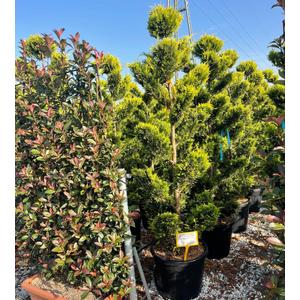 Arany lombú leyland ciprus CUPRESSOCYPARIS LEYLANDII GOLD RIDER POM-PON K55