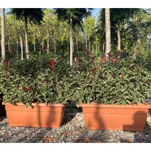 Örökzöld korallberkenye  PHOTINIA FRASERI PINK MARBLE 80 CM-ES BALKONLÁDÁBAN 
