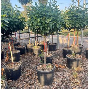 Közönséges babérmeggy PRUNUS LAUROCERASUS NOVITA T1/2 50/60 K35