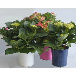 Kerti hortenzia   HYDRANGEA MACROPHYLLA K3