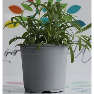 Tárkony FŰSZERNÖVÉNY-ARTEMISIA DRACUNCULUS CS12