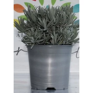 Levendula LAVANDULA ANGUSTIFOLIA BOKOR CS19