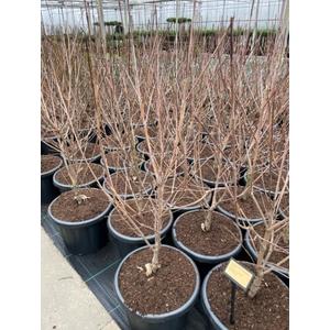 Csillagsom CORNUS KOUSA SCHMETTERLING 100/+ K25