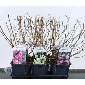 Gyöngyvirágcserje    DEUTZIA FAJTÁK 35/40 K2