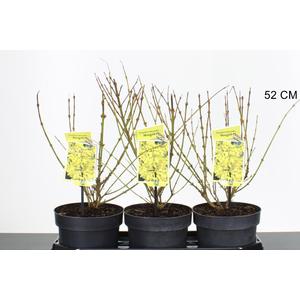 AranyvesszőFORSYTHIA INTERMEDIA MINIGOLD 30/50 CS19