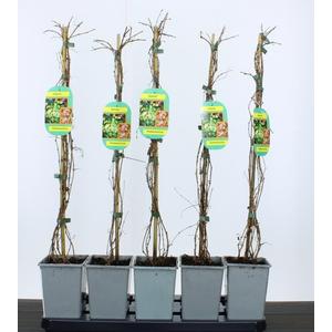 Repkény vadszőlő  PARTHENOCISSUS TRICUSPIDATA VEITCHII 65/+ CS11